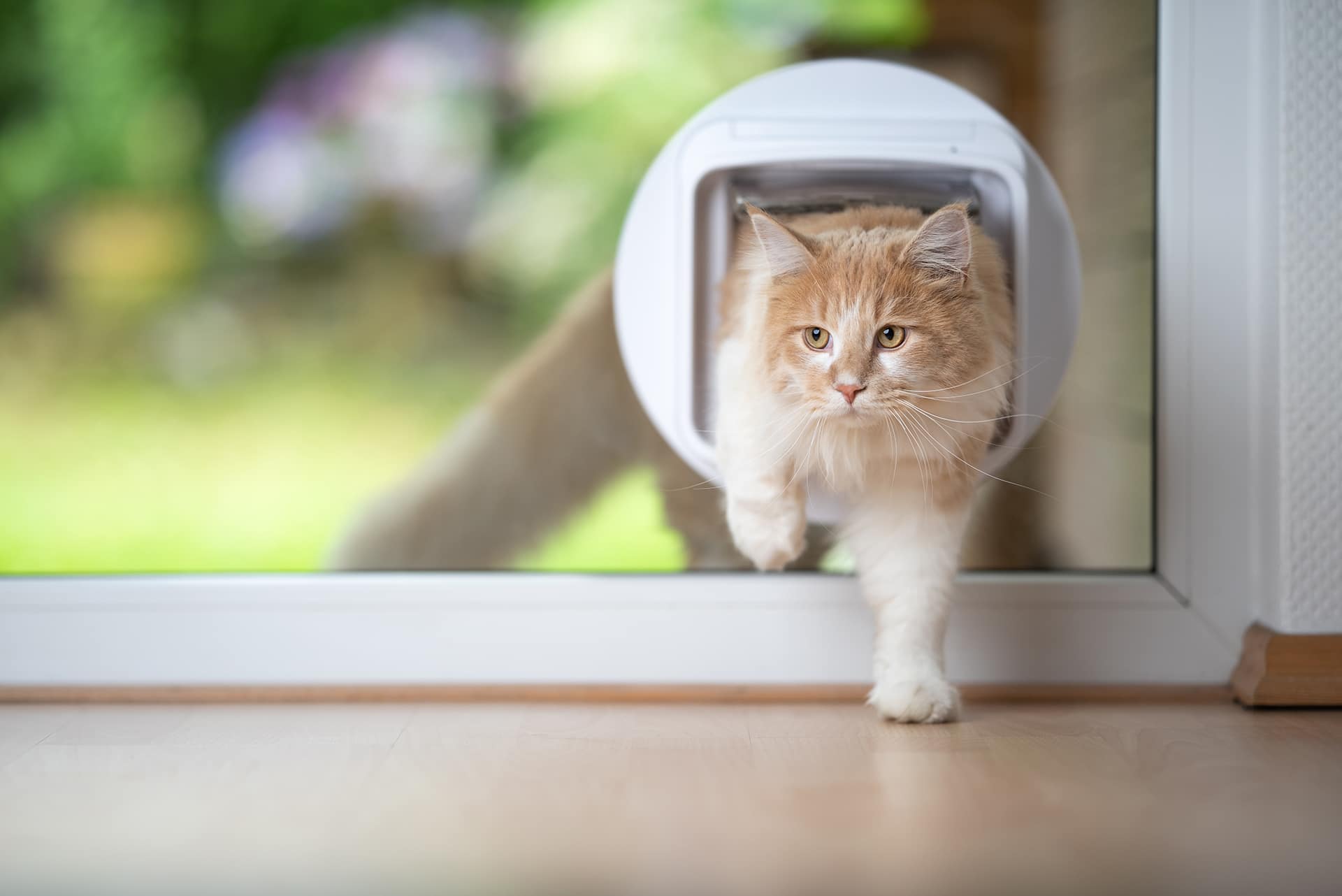 Graue Katze steigt durch eine professionell eingebaute Katzenklappe in einer Glasterrassentür – Einbauservice Glaserei Kricker Graz
